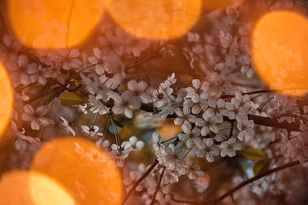White Petaled Flowers thumbnail