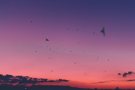 silhouette photography of flying birds thumbnail