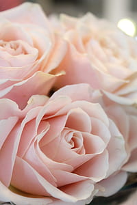 pink rose thumbnail