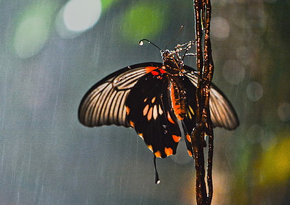 selective focus photography of great mormon butterfly perched on vine thumbnail
