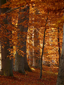 photography of green leaf trees during day time thumbnail