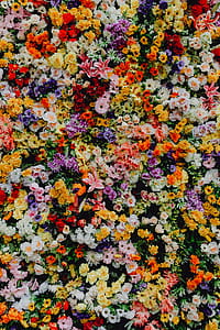 Fest Santo Antonio - Various color flower background wall - Museu de Lisboa, Lisbon, Portugal thumbnail