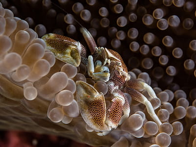 crustacean, crab, anemone, macro thumbnail