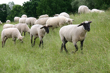 herd of sheep thumbnail