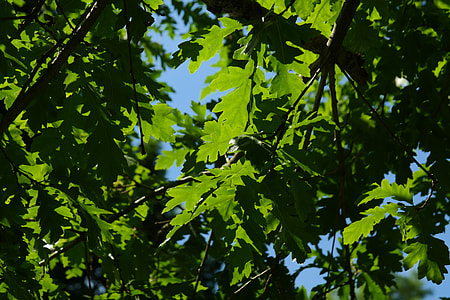 low angle photo of green oak tree thumbnail