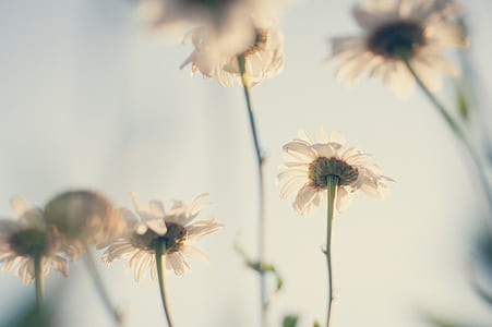 photo of white petaled flowers thumbnail