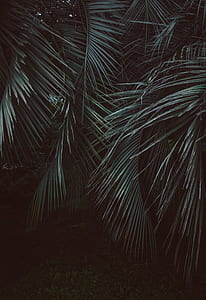 green leafed tree thumbnail