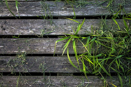 top view of green grass growing between wooden floor thumbnail