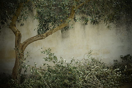 brown and green tree thumbnail