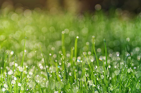 selective focused photo of a green grass thumbnail