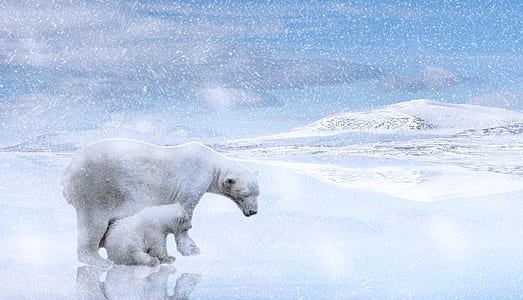 polar bear and cub in snowfield thumbnail