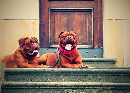 focus photo of two adult red French mastiff on stairs thumbnail