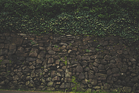 stone wall with vine plants thumbnail