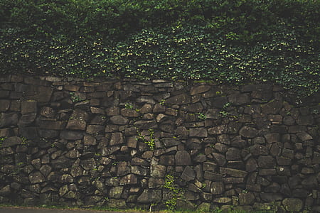 rocks, wall, moss, plants thumbnail