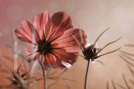 closeup photo of red petaled flower plant thumbnail