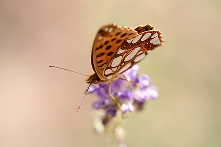 selective focus photography of brown fritillary butterfly perching on purple flower thumbnail