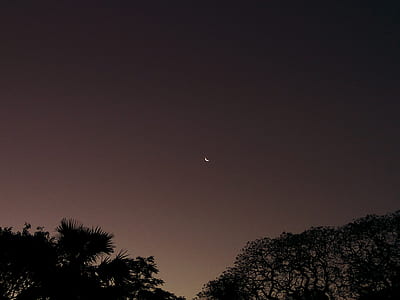 silhouette of trees and low angle photography of crescent moon thumbnail