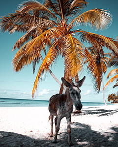 donkey beside coconut tree thumbnail