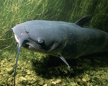 Channel Catfish - Ictalurus punctatus thumbnail