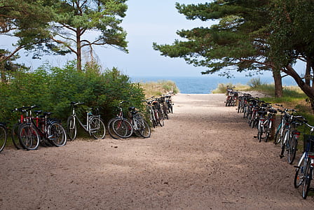 bicycles parked near bush thumbnail