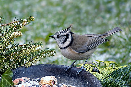 gray titmouse bird on black bird bath thumbnail
