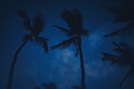 palm tree under blue sky thumbnail