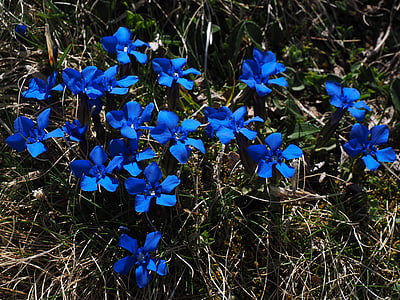 blue flowers thumbnail