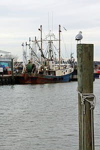 A seagull sits on top of a pier at Point Pleasant New Jersey looking at a moored fishing boat at the dock. thumbnail