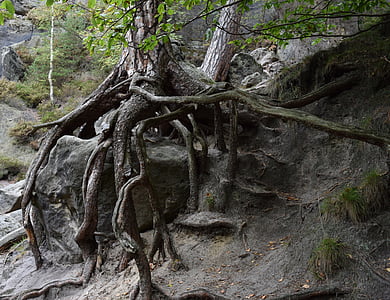 close-up photography of gray tree roots and stone during daytime thumbnail