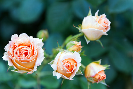orange roses closeup photography thumbnail