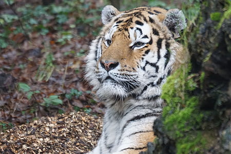 orange and white tiger thumbnail