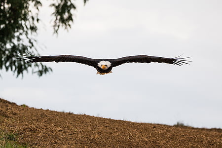 flying bald eagle over brown land thumbnail