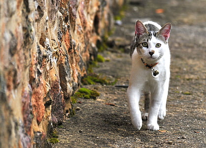 white and black cat walking outdoor thumbnail