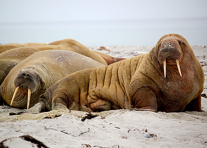 photography of Walrus on seashore thumbnail