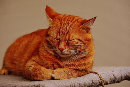 sleeping orange tabby cat thumbnail