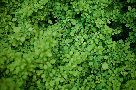 high-angle of green leafed plants thumbnail