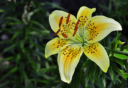 macro photography of yellow Peruvian lily flower thumbnail