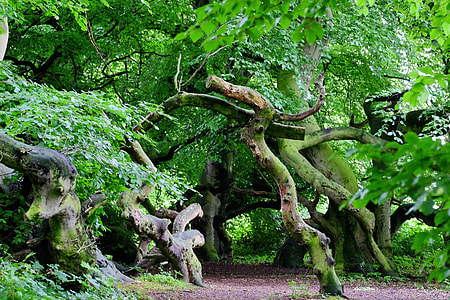 green leafed trees thumbnail