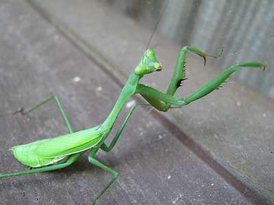 green praying mantis thumbnail