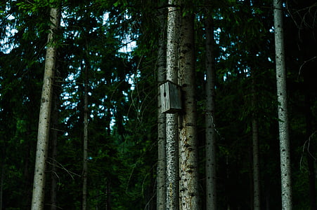 gray birdhouse on tree trunk thumbnail