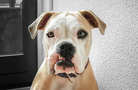 adult brown and white Boxer dog thumbnail
