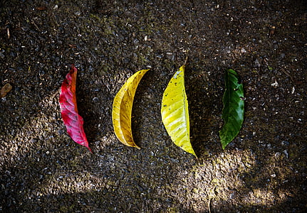 red, yellow, and green leaves on gray surface thumbnail