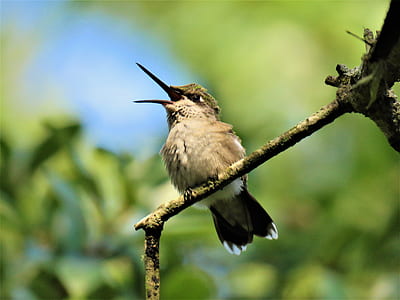 brown hummingbird on tree branch thumbnail