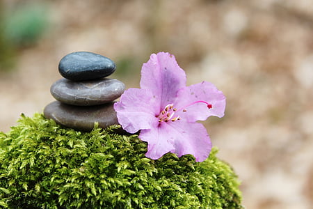 pink azalea flower beside cairn thumbnail