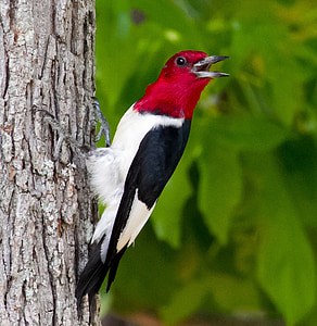 wood pecker hanging on tree trunk thumbnail