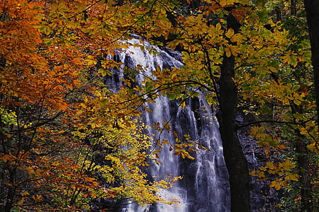 waterfalls near brown leafed trees at daytime thumbnail