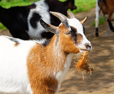 brown and white goat at daytime thumbnail