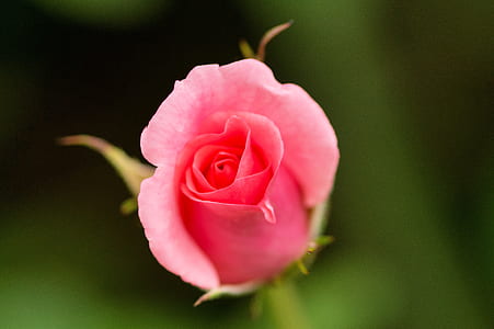 pink rose thumbnail