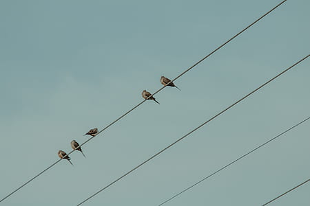 low angle photo of flock of gray birds perching on cable thumbnail