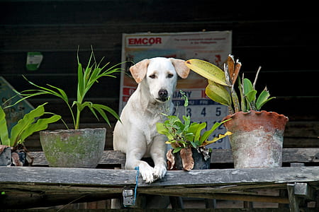 yellow Labrador retriever puppy beside the flower thumbnail